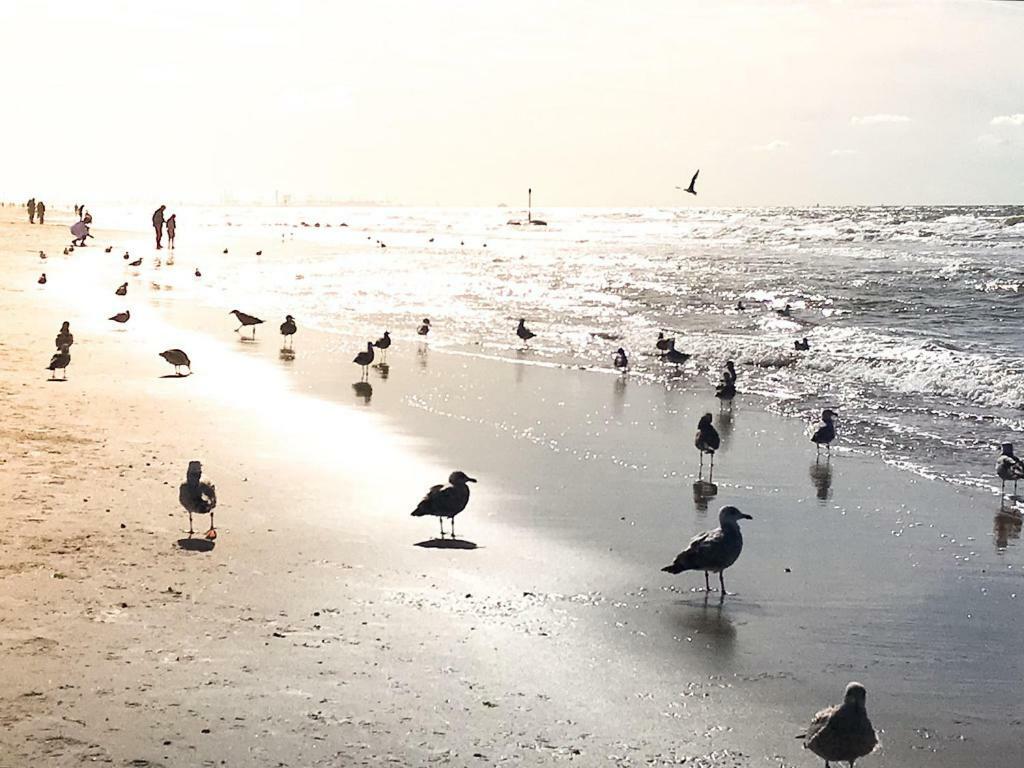 Zeebedstay *